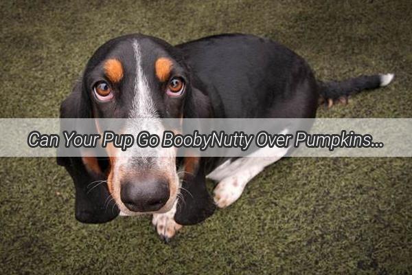 Can Your Pup Go BoobyNutty Over Pumpkins A Comprehensive Guide to Feeding Pumpkin to Dogs